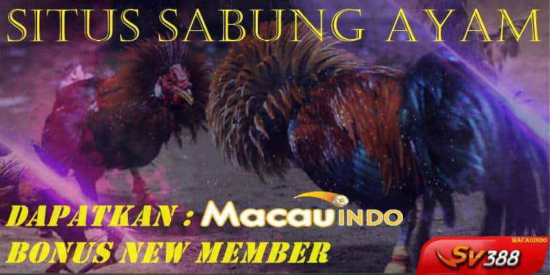 Situs Sabung Ayam Online