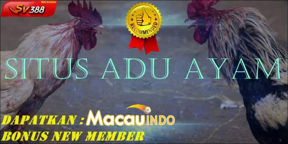 Tampilan Situs Adu Ayam Online